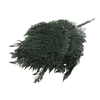 Fern Bracken Preserved Green