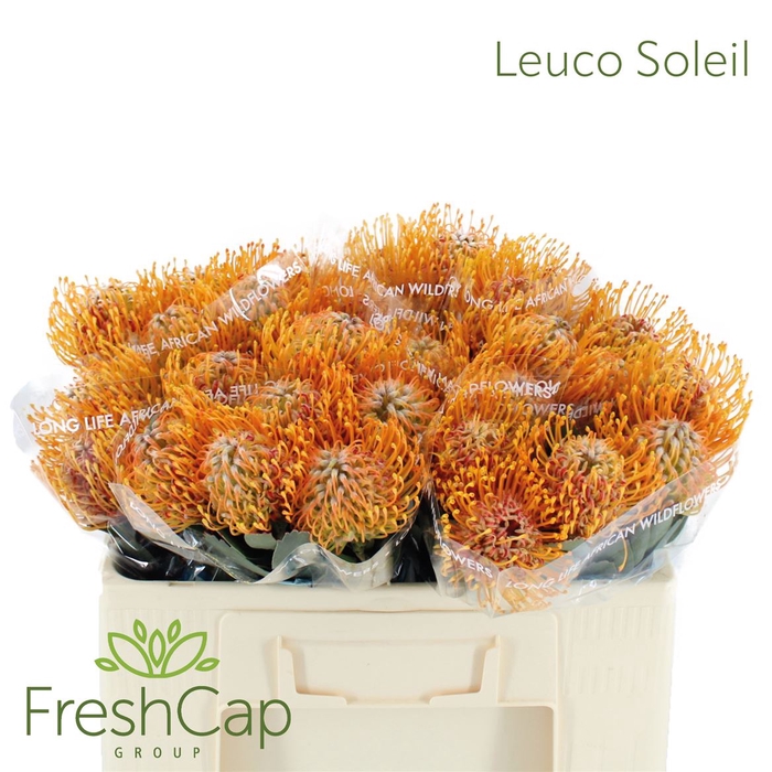 Leuco Soleil