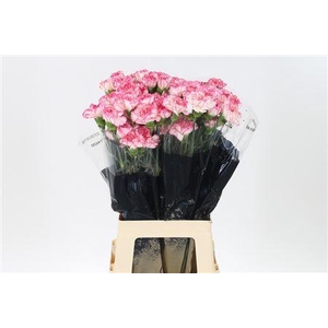 Di St Spritz Blanco Rosa