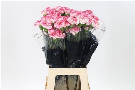 <h4>Di St Spritz Blanco Rosa</h4>