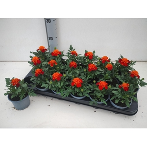 TAG LE MARVEL II ORA