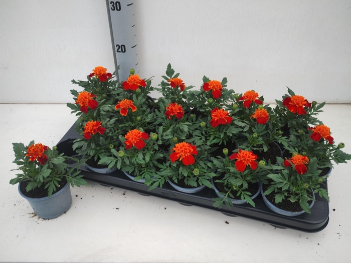 <h4>TAG LE MARVEL II ORA</h4>