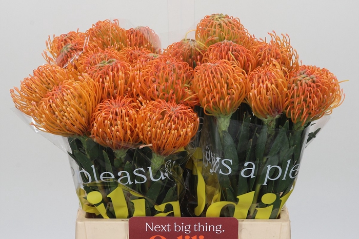 Nutans Ayoba Peach