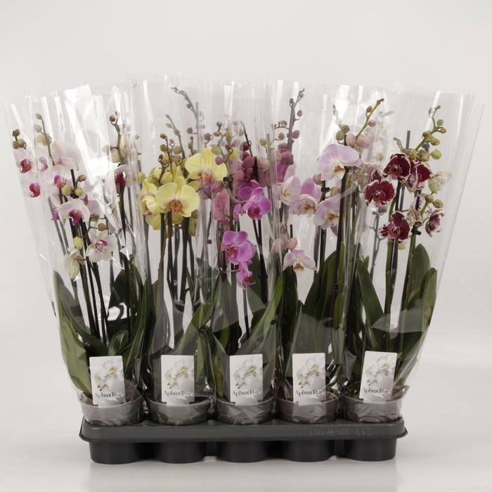 <h4>Phal Gemengd 4 Tak (Duitse Mix)</h4>