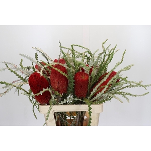 Banksia Speciosa Red