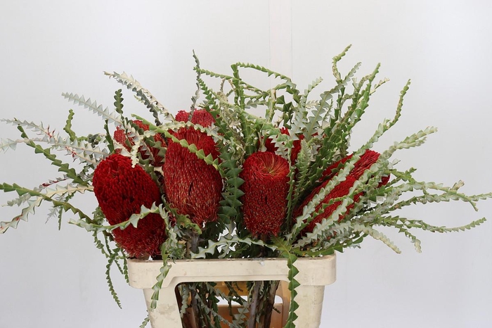 <h4>Banksia Speciosa Red</h4>