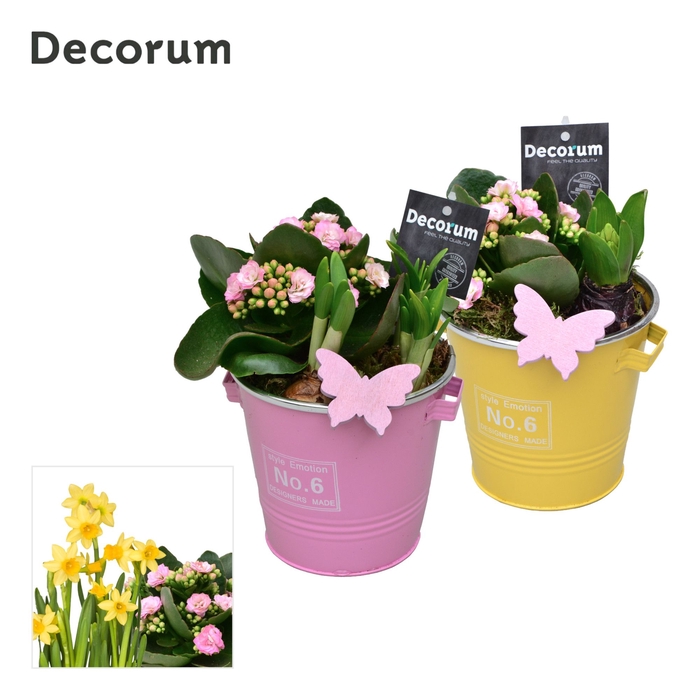 <h4>Calandiva & Narcis Colourful Bucket GM HL26587</h4>