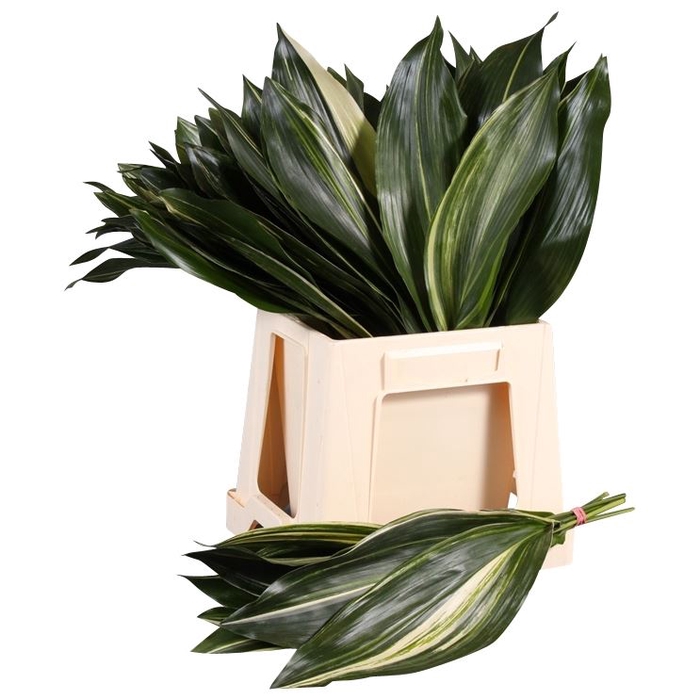 <h4>Aspidistra Variegata</h4>