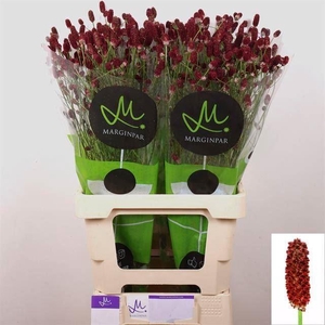 SANGUISORBA OFFICINALIS 'RED DREAM'