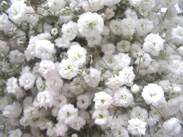 <h4>GYPS PA XLENCE 35G Tessa</h4>