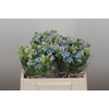 Oxypetalum Tweedia Blue