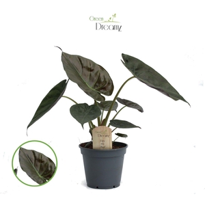 Alocasia Wenti p17