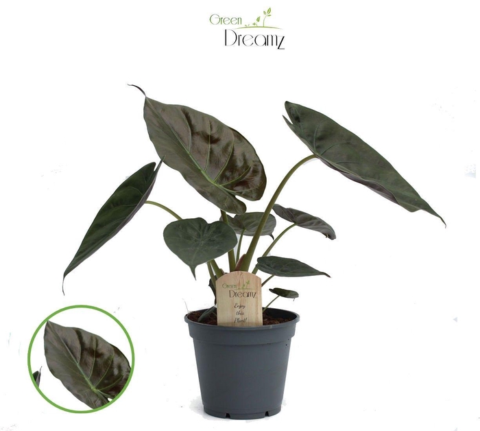 <h4>Alocasia Wenti p17</h4>