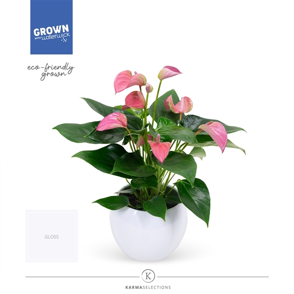 <h4>Anthurium - KARMA Joli | Lisa White</h4>