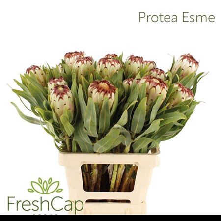 <h4>Protea Mag Niobe</h4>
