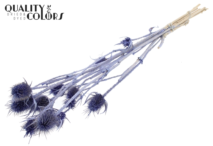 <h4>Cardi Distel 10pc/bunch 55cm Pearl Milka</h4>