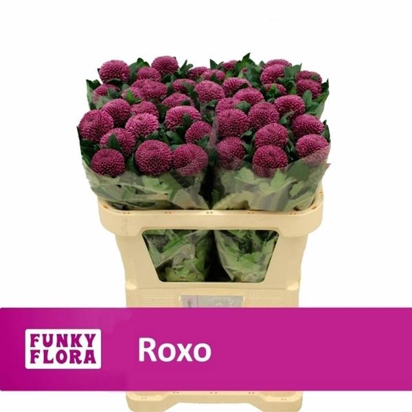 <h4>CHR G ROXO</h4>