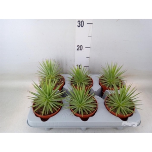 Agave stricta 'Nana'