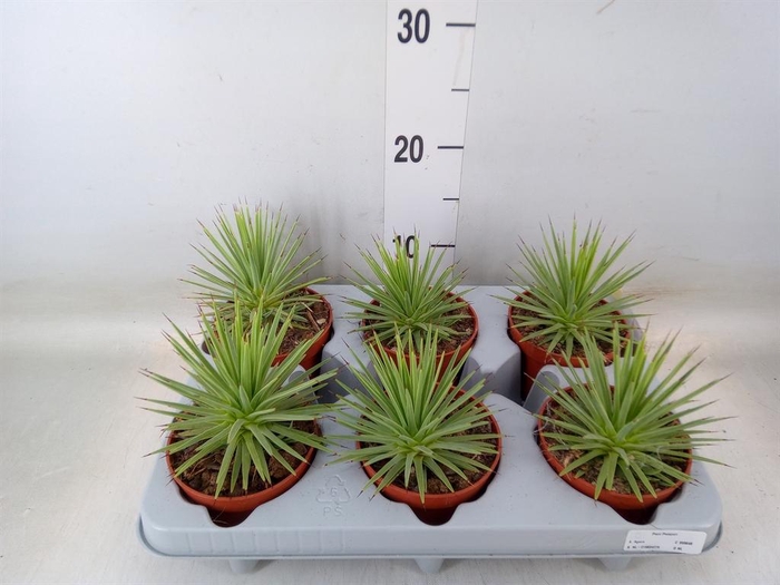 <h4>Agave stricta 'Nana'</h4>