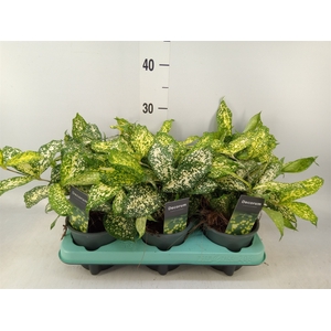 Dracaena surculosa 'Florida Beauty'