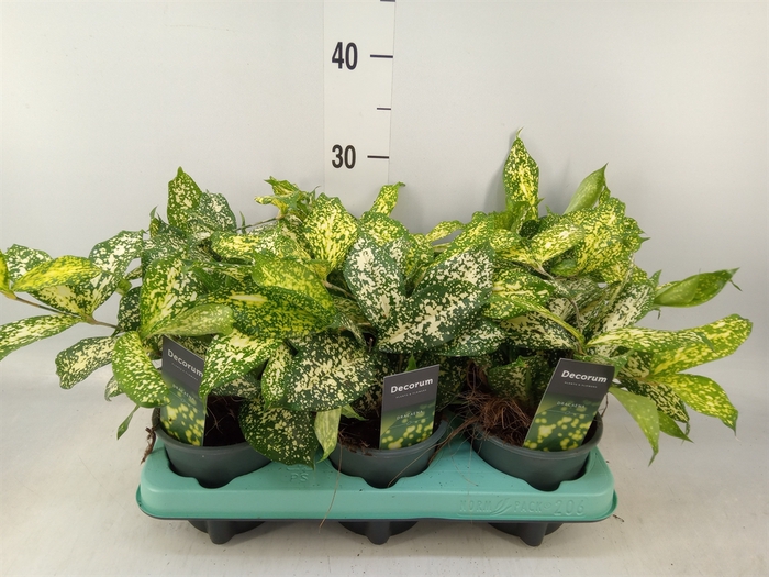 <h4>Dracaena surculosa 'Florida Beauty'</h4>