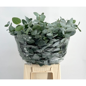 Euc. Cinerea Short