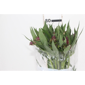 ALSTROEMERIA XANADU 080 CM ROXO