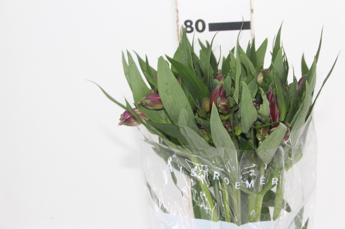 <h4>ALSTROEMERIA XANADU 080 CM ROXO</h4>
