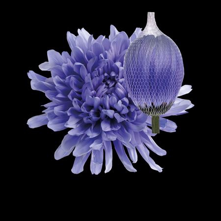<h4>Chr G Antonov Pastel Lilac</h4>
