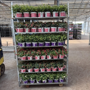 FUCHSIA B F MIXK