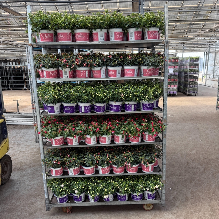 <h4>FUCHSIA B F MIXK</h4>