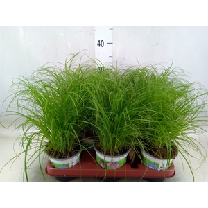 Cyperus alternifolius 'Zumula'