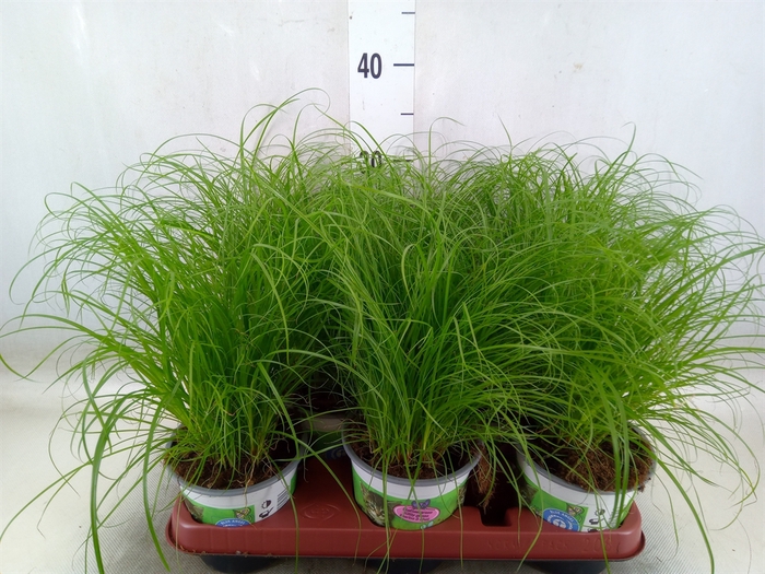 <h4>Cyperus alternifolius 'Zumula'</h4>