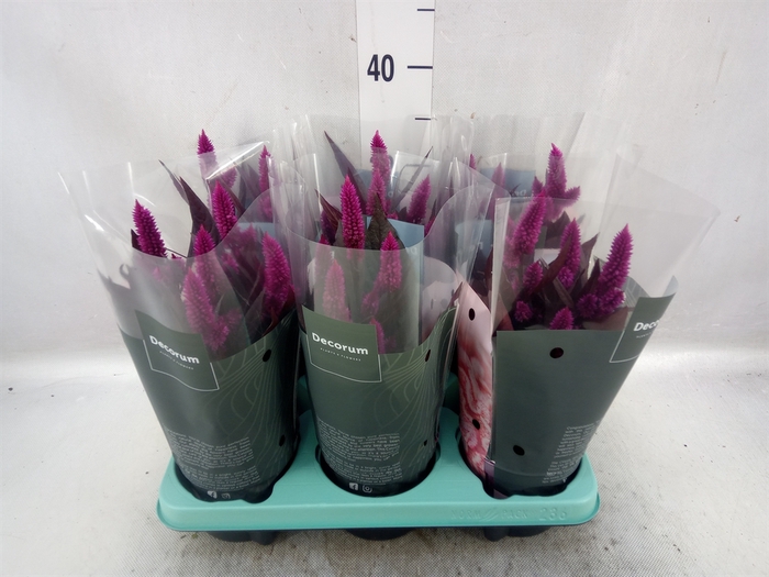 <h4>Celosia arg. SP 'Mystic Shades'</h4>