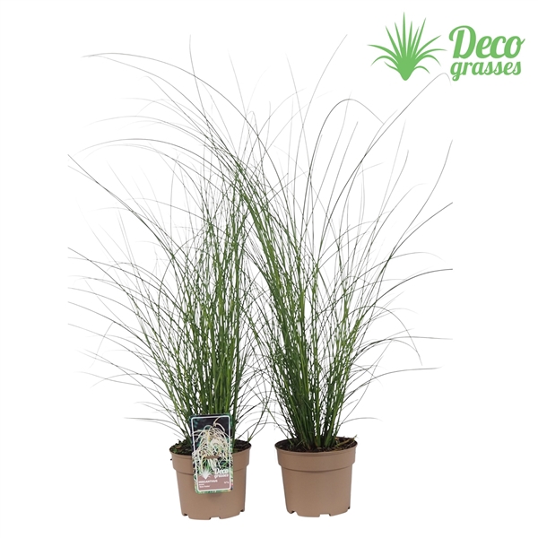 <h4>Miscanthus sinensis 'Kleine Fontäne'</h4>