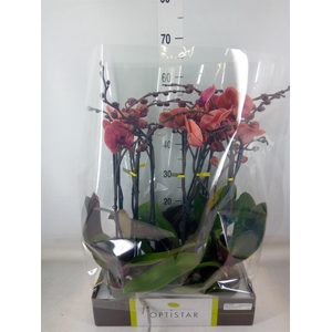 Phalaenopsis   ...orange