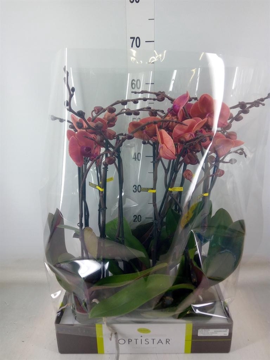 <h4>Phalaenopsis   ...orange</h4>