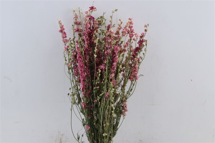 <h4>Dried Delphinium Pink Bunch</h4>