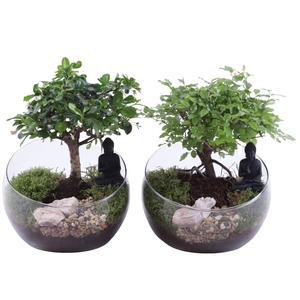 Bonsai Indoor Mix Ø15cm Ball Shape in Glass Bowl Vase Ø20cm