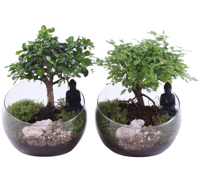 <h4>Bonsai Indoor Mix Ø15cm Ball Shape in Glass Bowl Vase Ø20cm</h4>