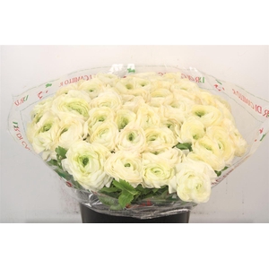 Ran... Su Cream 789 Super X50