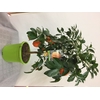 Citrus hystrix