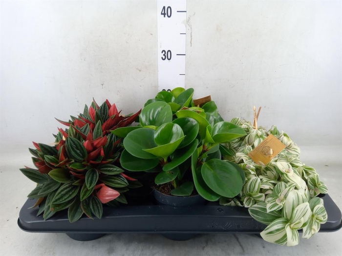 <h4>Planten  ..mix</h4>