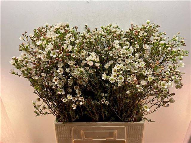 <h4>CHAME UN ELLA</h4>