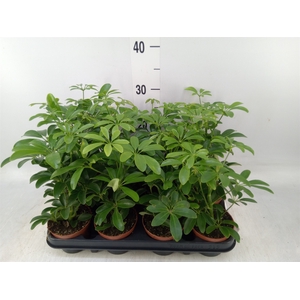 Schefflera arbor. 'Luseana'