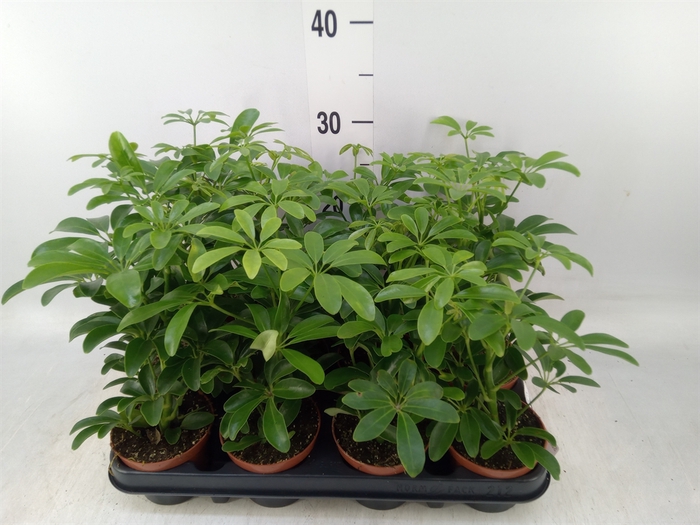 <h4>Schefflera arbor. 'Luseana'</h4>