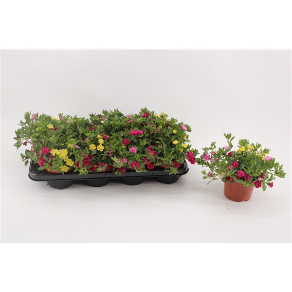 <h4>Calibrachoa 'MyBonnie' YellowPurplePink</h4>