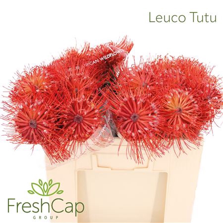 <h4>Leuco Tutu</h4>