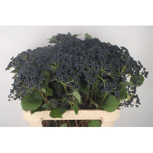 Viburnum Blueberry Hill 2+