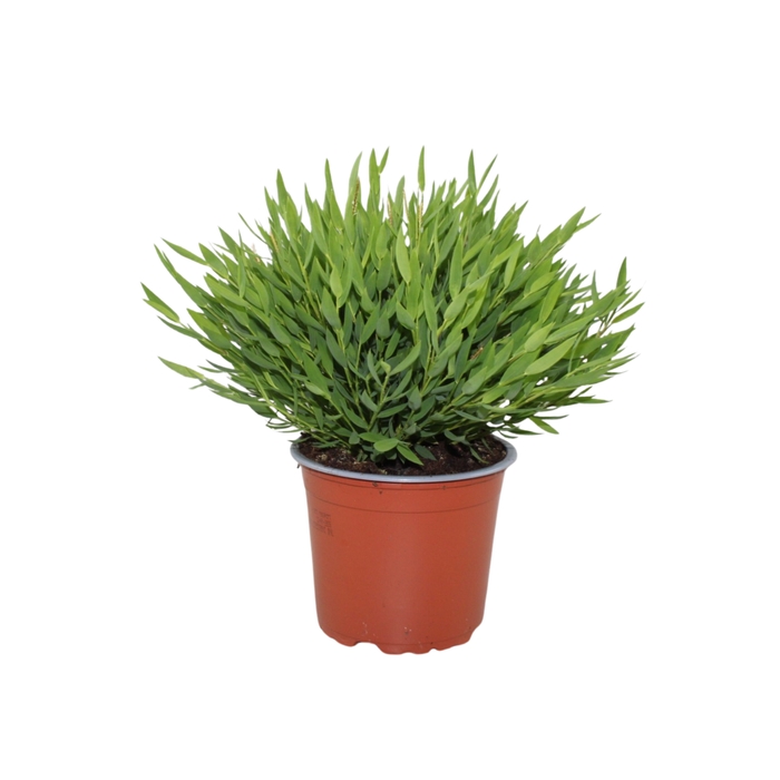 <h4>Bambusa Pogonatherum 'Monica'</h4>